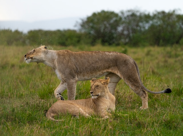 8 Day Amboseli, Lake Naivasha, Masai Mara, Lake Nakuru & Mount Kenya Safari
